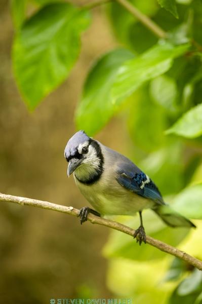 passerine;jay bird;florida blue jay