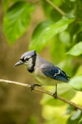 passerine;jay-bird;florida-blue-jay