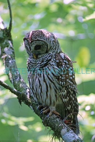 barred owl picture;barred owl;florida owl;strix varia;corkscrew swamp sanctuary;cypress swamp;swamp birds;southwest florida;florida swamp;florida bird;birds of florida;owls of florida;owl portrait;owl standing;owl with green background;owl;amercian owl