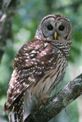 barred-owl-picture;barred-owl;florida-owl;strix-varia;corkscrew-swamp-sanctuary;cypress-swamp;swamp-