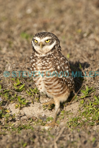 burrowing owl picture;burrowing owl;owl in burrow;athene cunicularia;burrowing owl on burrow;florida owl;ground owl;underground owl;small owl;north america owl;owl;cape coral