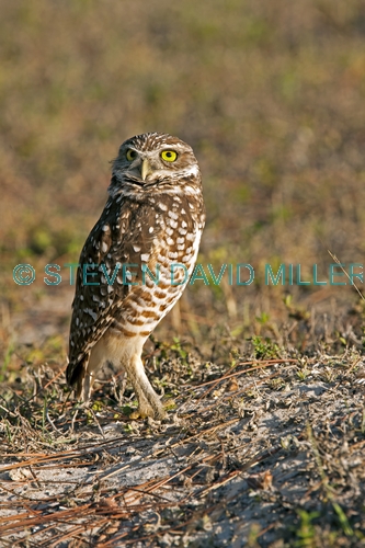 burrowing owl picture;burrowing owl;owl in burrow;athene cunicularia;burrowing owl on burrow;florida owl;ground owl;underground owl;small owl;steven david miller
