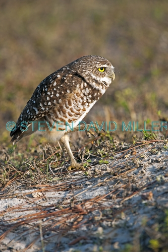 burrowing owl picture;burrowing owl;owl in burrow;athene cunicularia;burrowing owl on burrow;florida owl;ground owl;underground owl;small owl;owl;cape coral;north america owl