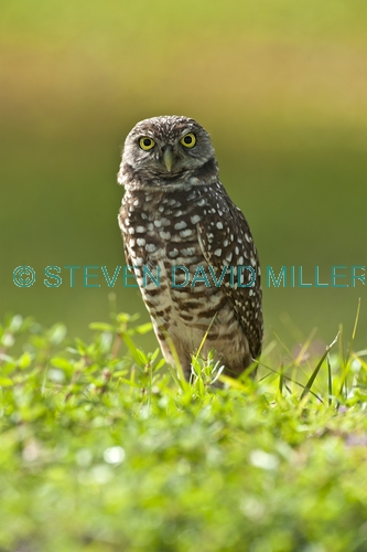 burrowing owl picture;burrowing owl;owl in burrow;athene cunicularia;burrowing owl on burrow;florida owl;ground owl;underground owl;small owl;intense;curious;attentive;owl;north america owl;cape coral