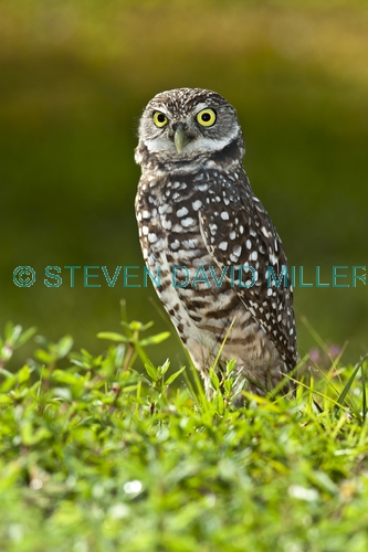 burrowing owl picture;burrowing owl;owl in burrow;athene cunicularia;burrowing owl on burrow;florida owl;ground owl;underground owl;small owl;intense;curious;attentive;owl;north america owl;cape coral
