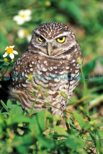 florida burrowing owl;burrowing owl;owl;small owl;athene cunicularia;owl standing;owl with yellow eyes;endangered owl;endangered species;florida owl;florida bird;owl looking in camera;florida keys;north american owl;steven david miller
