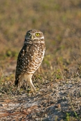 burrowing-owl-picture;burrowing-owl;owl-in-burrow;athene-cunicularia;burrowing-owl-on-burrow;florida
