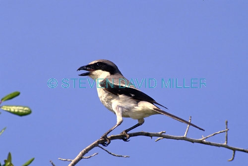 loggerhead shrike picture;loggerhead shrike;shrike;lanius ludovicianus;florida shrike;florida bird;birds of florida;bird with blue sky;black and white bird;small bird;steven david miller