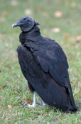 black-vulture-picture;black-vulture;vulture;everglades-national-park;vultures-in-everglades-national