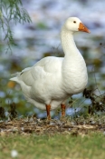 greylag-goose-picture;greylag-goose;white-goose;grey-goose;goose;domesticated-goose;anser-anser;lily