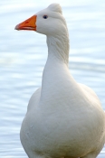 greylag-goose-picture;greylag-goose;white-goose;grey-goose;goose;domesticated-goose;anser-anser;lily