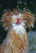 rooster-picture;rooster;exotic-rooster;rooster-with-head-dress;gallus-gallus;male-gallus-gallus;roos