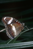 Blue-banded Eggfly Butterfly