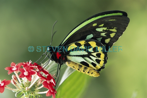 AUSTRALIA;BUTTERFLIES;COLOURFUL;FLOWERS;INSECTS;INVERTEBRATES;LEPIDOPTERA;ORNITHOPTERA PRIAMUS;SWALLOWTAIL-BUTTERFLIES