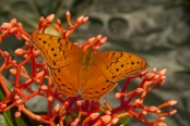 orange-butterfly;orange-on-red