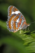 orange-lacewing-butterfly-picture;orange-lacewing-butterfly;orange-butterfly;australian-butterfly;bu