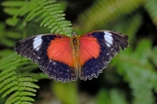 red-lacewing-butterfly-picture;red-lacewing-butterfly;australian-butterfly;lacewing-butterfly;butter