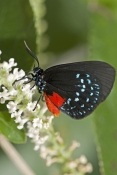 North American Butterflies & Moths