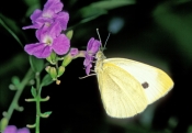 cloudless-sulphur-butterfly;sulphur-butterfly;phoebis-sennae;yellow-butterfly;small-butterfly;florid