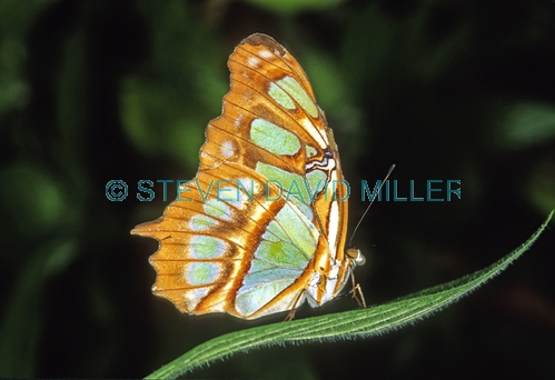malachite butterfly picture;malachite butterfly;malachite butterfly with wings closed;siproeta stelenes;butterfly;green and gold butterfly;florida butterfly;butterfly portrait;pretty butterfly;horizontal butterfly picture;american butterfly;steven david miller
