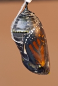 monarch-butterfly-chrysalis-picture;monarch-butterfly-chrysalis;milkweed-butterfly-chrysalis;danaus-