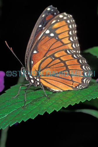 viceroy butterfly picture;viceroy butterfly;butterfly;florida butterflies;florida butterfly