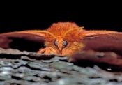 io-moth;moth;furry-moth;orange-moth;moth-at-night;nocturnal-moth;pine-woodland