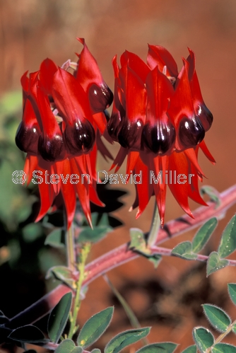 sturts desert pea;native australian pea;red pea;pea flower;clianthus formosus;family fabaceae