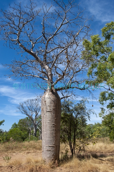 bottle tree;baobab