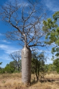 bottle-tree;baobab