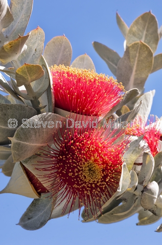 flowering eucalyptus;flowering gum tree;mottlecah;myrtaceae;eucalyptus macrocarpa;kings park;perth park;western australia