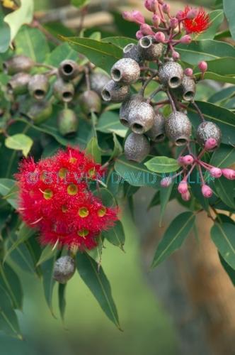 gum tree;gumtree;flowering gum tree