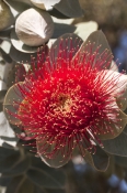 flowering-eucalyptus;flowering-gum-tree;mottlecah;myrtaceae;eucalyptus-macrocarpa;kings-park;perth-p