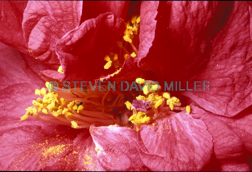 camellia;camellia picture;camellia japonica;dixie knight camellia;red camellia;pink camellia;japanese camellia;flower pollen;pollen;yellow pollen