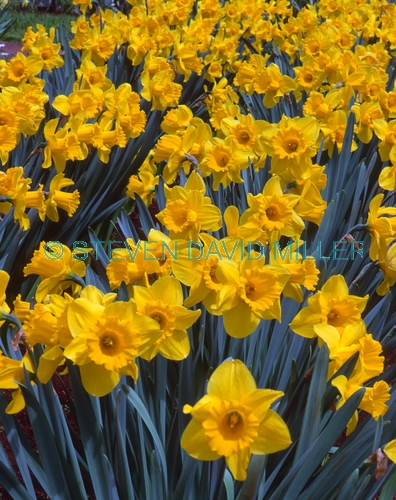 king alfred trumpet daffodil picture;king alfred trumpet daffodil;trumpet daffodil;daffodil;yellow daffodil;narcissus family;bed of daffodils;daffodil festival;bed of yellow flowers;steven david miller