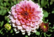 dahlia-picture;dahlia;pink-dahlia;cultivated-dahlia;dahlia-hybrid;mexican-flower;central-american-fl