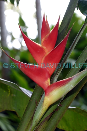 heliconia;cairns botanical gardens;heliconia cultivar;genus heliconia