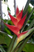 heliconia;cairns-botanical-gardens;heliconia-cultivar;genus-heliconia