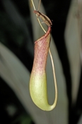 nepenthes-pitcher-plant-picture;nepenthes-pitcher-plant;nepenthes;pitcher-plant;nepenthes-rafflesian