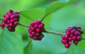 american-beauty-berry-picture;american-beauty-berry;french-mulberry;callicarpa-americana;pink-berrie