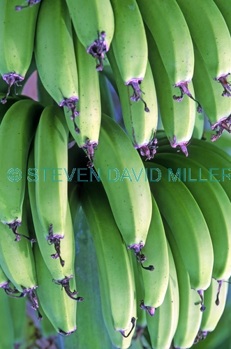 banana picture;banana;banana plant;banana bunch;bunch of bananas;musa genus;musa acuminata;cultivated banana;banana plant;bananas;cultivated fruit