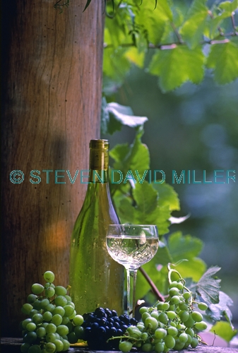 grapes picture;grapes;grape vine;vitis vinifera;wine grapes;bottle of wine;glass of wine;wine and grapes;bottle of wine with wine glass;jinx creek vineyard;victoria vineyard;australian vineyard;steven david miller