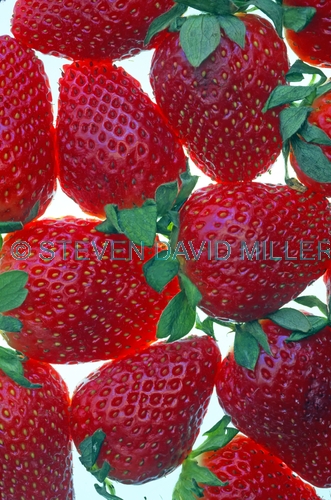 strawberry picture;strawberry;fragaria;ananassa;red fruit;strawberries;bright red