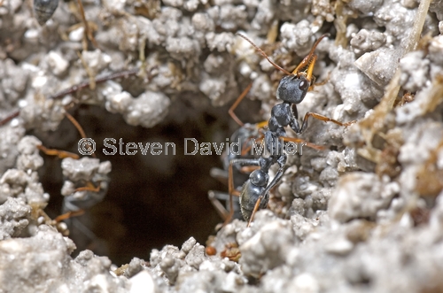 bull ant picture;bull ant;ants building nest;stinging ant;ant with mud;genus myrmecia;tarkine;tasmania;australian ants