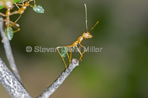green tree ant picture;green tree ant;weaver ant;green ant;ant;tree ant nest;australian ant;oecophylla smaragdina;litchfield national park;northern territory;steven david miller;natural wanders