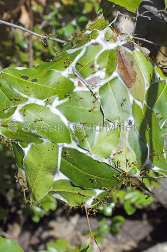 green tree ant picture;green tree ant;weaver ant;green ant;ant;tree ant nest;ant nest;australian ant;oecophylla smaragdina;litchfield national park;northern territory;steven david miller;natural wanders