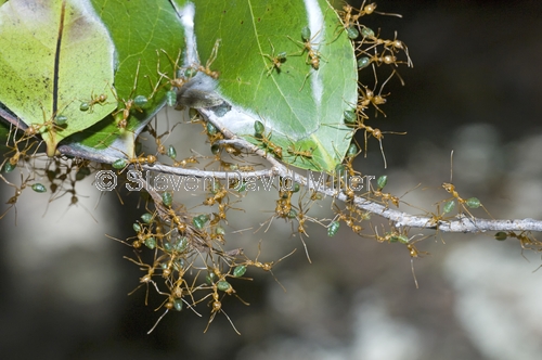 green tree ant picture;green tree ant;weaver ant;green ant;ant;tree ant nest;ant nest;australian ant;oecophylla smaragdina;litchfield national park;northern territory;steven david miller;natural wanders