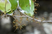 green-tree-ant-picture;green-tree-ant;weaver-ant;green-ant;ant;tree-ant-nest;ant-nest;australian-ant