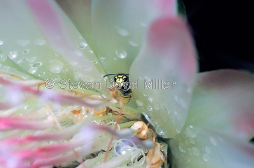 bee picture;short-tongued bee;short tongued bee;bee;bee on protea;protea farm;steven david miller;natural wanders