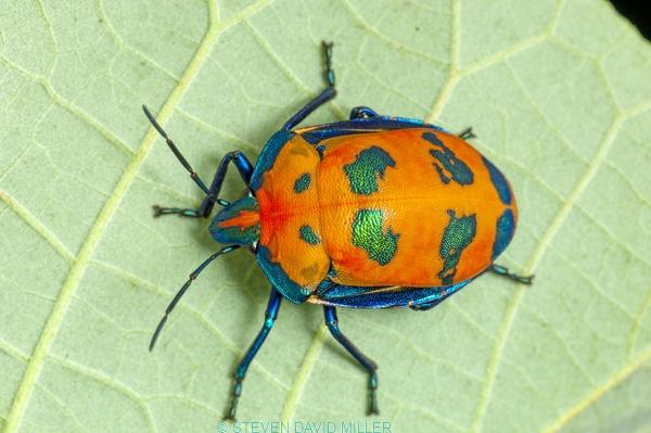 shiny bug;metalic bug;colorful bug;colourful bug
